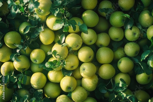 Ripe Golden Delicious apples are abundant on the tree branch with green leaves. Use this fresh fruit image for marketing apple products and fall harvest themes.