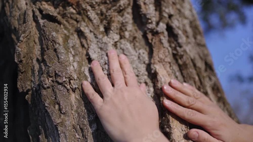 female hands stroke the textured bark of an old tree