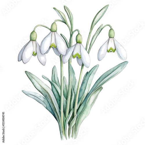 A Snowdrop Bouquet, watercolor drawing vector, isolated on a white background.