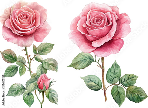 pink roses on white background