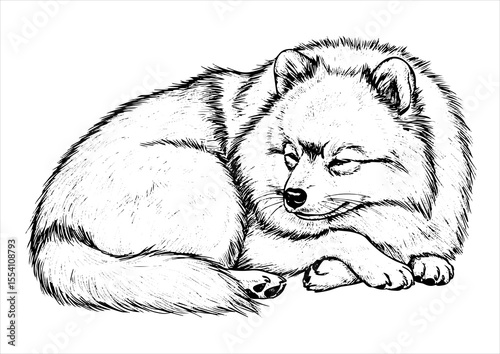 pomeranian full body dog pet portrait engraving intricate retro hand drawn style line art black and white vector illustration, isolated on white background