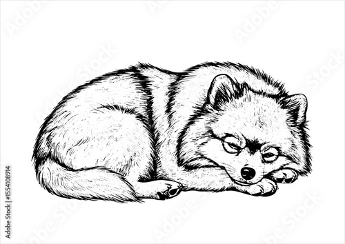 pomeranian full body dog pet portrait engraving intricate retro hand drawn style line art black and white vector illustration, isolated on white background