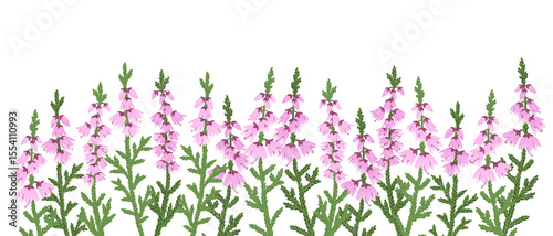 heather flowers, Calluna vulgaris, vector drawing wild plants at white background, floral elements, hand drawn botanical illustration