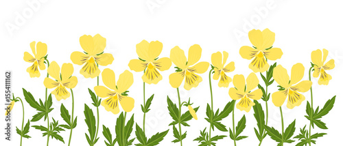 mountain pansy flowers, Viola lutea , vector drawing wild plants at white background, floral elements, hand drawn botanical illustration