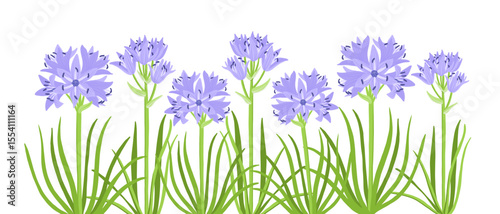 spring squill flowers, Scilla verna , vector drawing wild plants at white background, floral elements, hand drawn botanical illustration