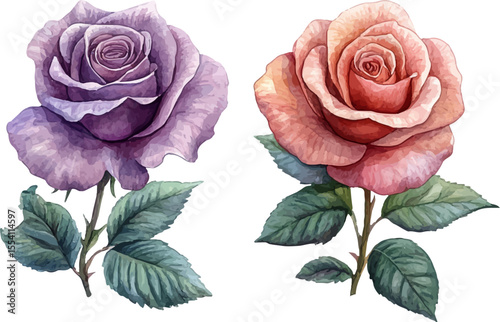 set of pink roses