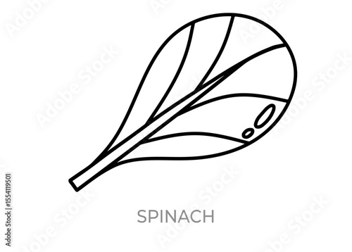 vector illustration of a spinach icon
