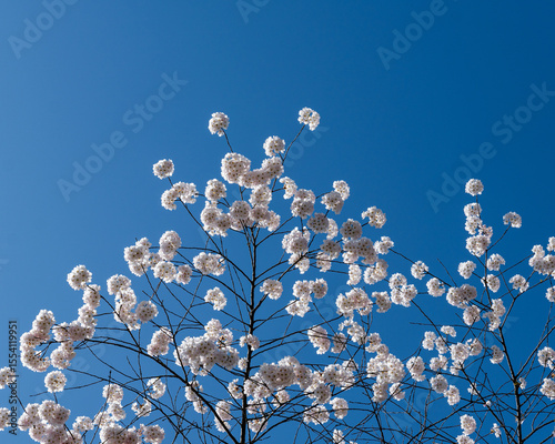Japanese Pink Cherry Blossom tree against a blue sky. Beautiful large flowers opened on branches
