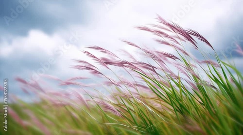 A grassy meadow with a light breeze on a sunny afternoon