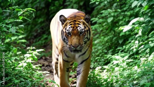 Regal Tiger Walking Forward in Vibrant Green Forest Environment