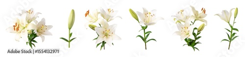 Cut out collection of white lily flowers with green leaves and buds isolated on background. With clipping path. Beautiful bouquets of lilies, flowers for design, postcards, congratulations