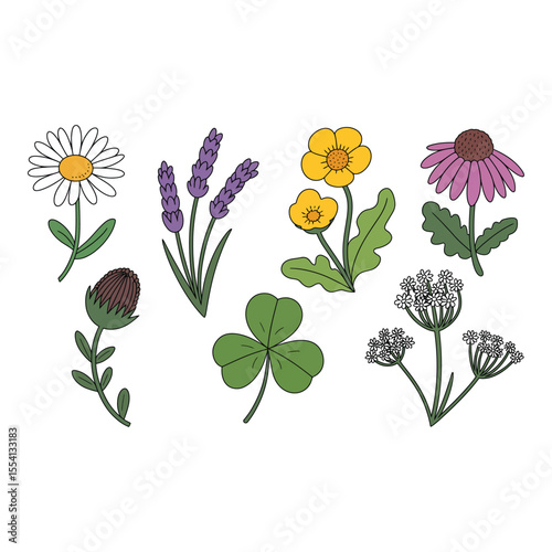 Collection of various flowers and herbs isolated on white background
