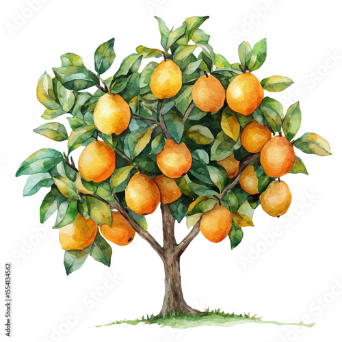 watercolor of Autumn Pears Ripening Tree, vector, isolated on a white background.