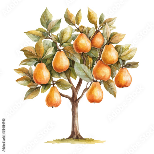 watercolor vector of Autumn Pears Ripening Tree, isolated on a white background.