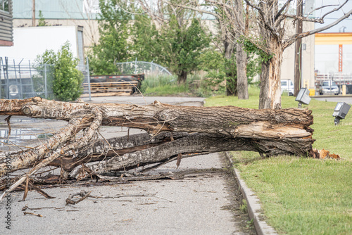 Tree blown over during storm in a car park