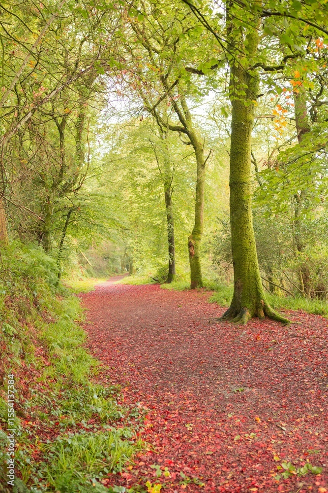 Fototapeta premium Peaceful autumn scene in forest