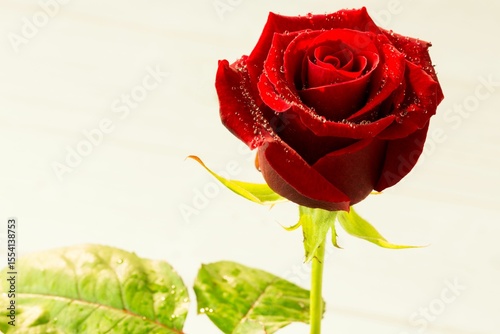 Red rose on wood with copy space