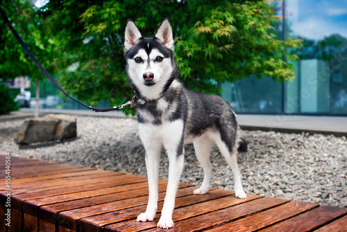 A dog of the mini husky breed stands on a bench against a background of green trees. The Alaskan klee kai looks intently straight ahead. The photo is blurred and horizontal