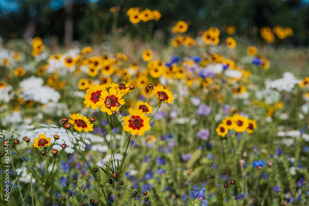 Obraz premium Vibrant Summer Wildflowers Blooming Outdoors in Christchurch, New Zealand