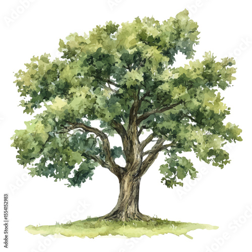 watercolor of An Oak Tree, vector, isolated on a white background.