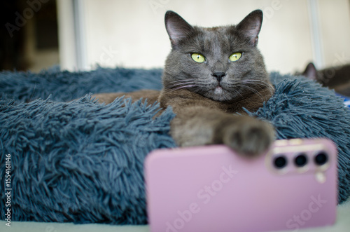 Cute grey cat posing like a boss with smartphone