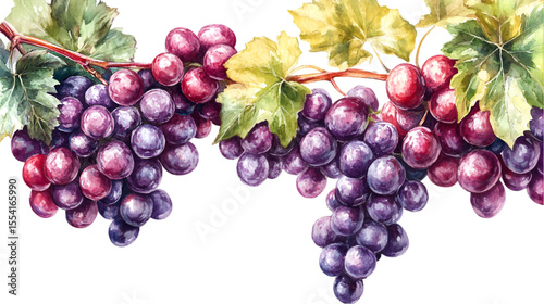 Luscious watercolor grapes hang from a vine with vibrant leaves, perfect for food-related designs or backgrounds, rendered on a transparent layout, transparent background