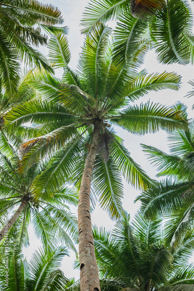 Fototapeta premium High angle view of coconut tree from below with cloudy sky background
