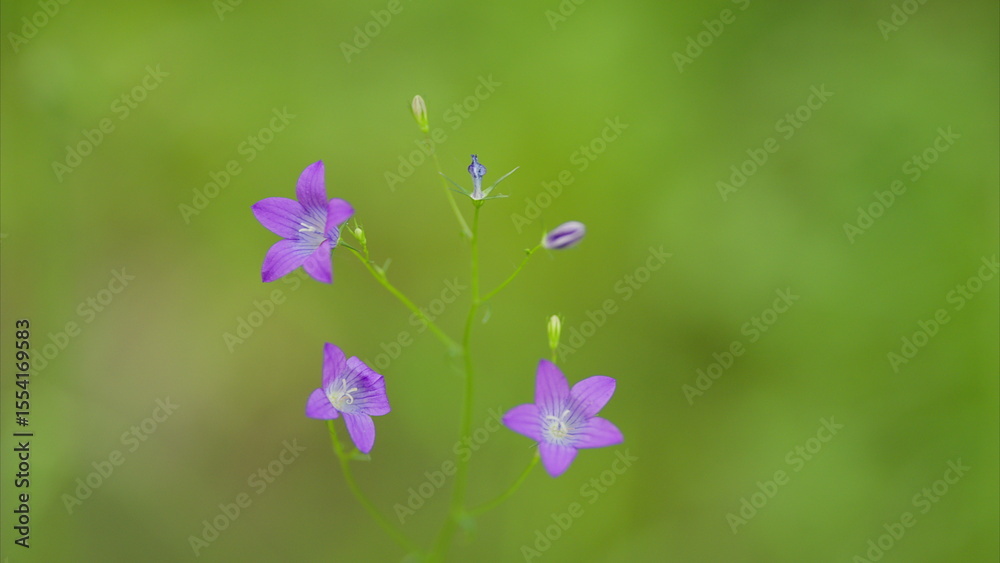 Fototapeta premium Delicate Purple Flowers That Bloom Gracefully Amidst Fresh Greenery in Natures Embrace