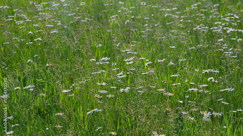 Obraz premium A Serene Field of Vibrant Wildflowers Bathed in Beautiful Natural Light and Colors