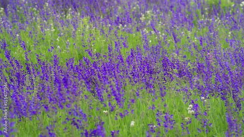 Experience the Beautiful Lavender Field in Full Bloom, a true feast for the senses