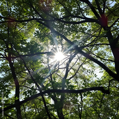 Light filtering between tree branches, forming moving mosaic patterns.