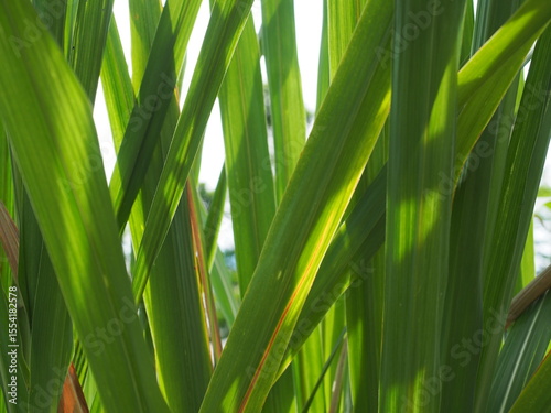 The leaves of the sugarcane are green and lush on evening sun shining.
