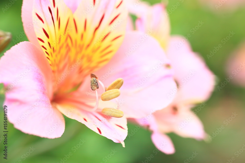 Fototapeta premium ピンク色のユリ