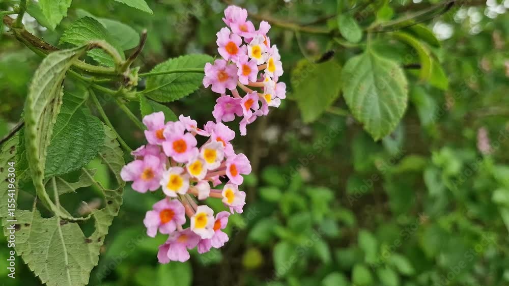 Beautiful pink Lantana camara flowers in the garden. In Indonesia it is also known as tahi ayam, saliara, tembelekan.