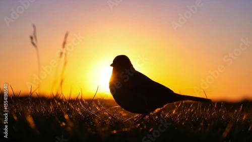Silhouette of a small bird perched in the grass, bathed in the warm golden light of a vibrant sunset