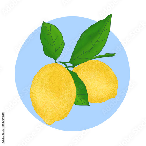 Yellow lemons on a branch. Limon Cello.