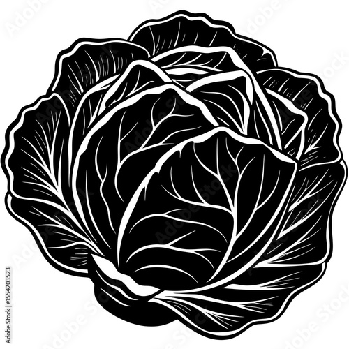 cabbage leaf vector illustration