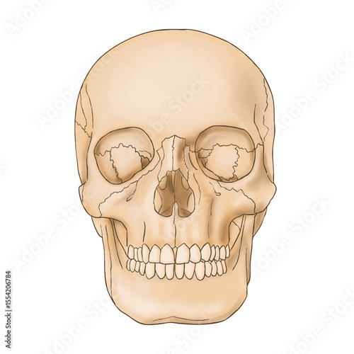 Medical illustration of basic skull anatomy.