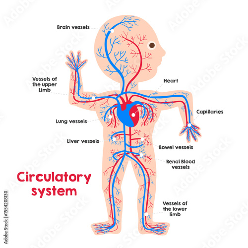 Human arterial and venous circulatory system anatomy