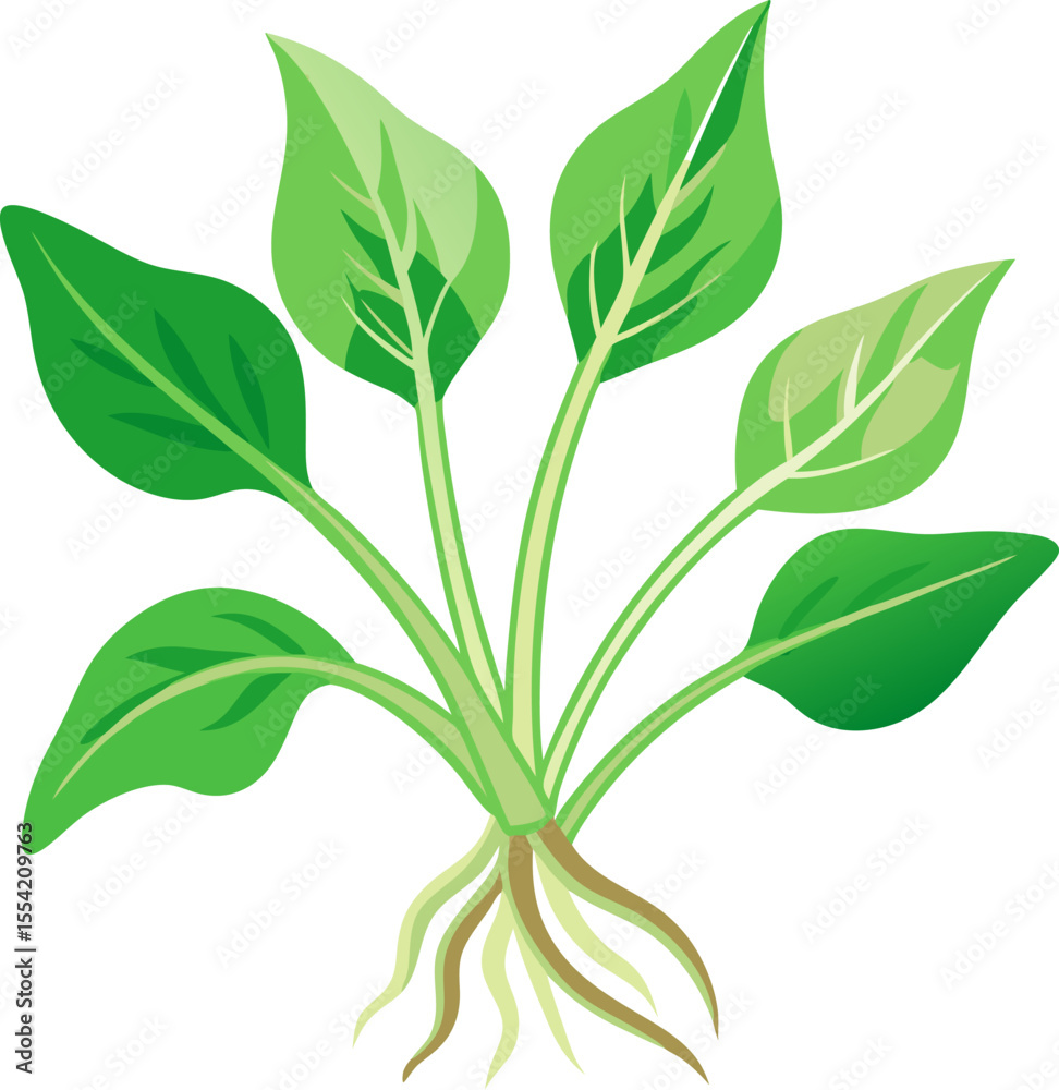 Fototapeta premium green Water spinach isolated on white background