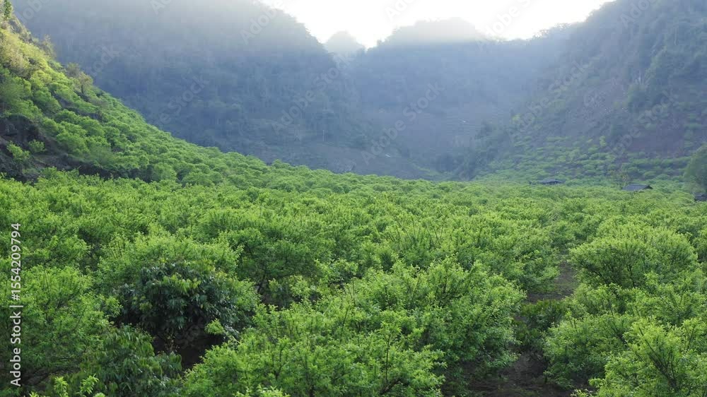 Plum trees in early fruit stage bloom in Na Ka Valley, Mộc Châu, with misty peaks behind