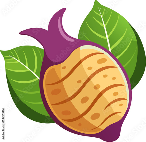 vector illustration of Taro root 