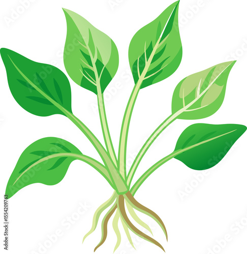 green Water spinach  isolated on white background