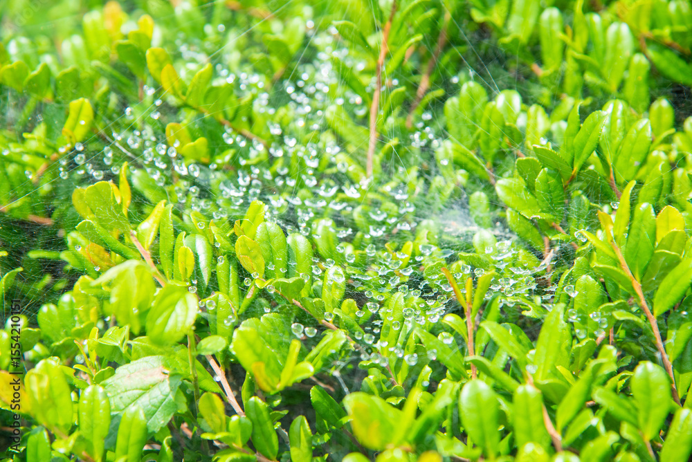 Obraz premium クモの巣に付いた雨の雫と葉っぱ