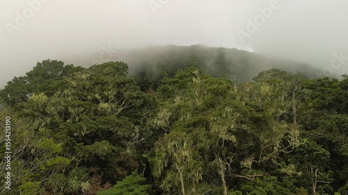 Wallpaper Mural Ancient moss-draped trees cover the misty slopes of Mount Apo, Mindanao. Clouds descend over lush tropical forest, creating a mysterious and serene highland landscape in Davao, Philippines. Torontodigital.ca