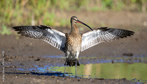 Curlew Bird photo