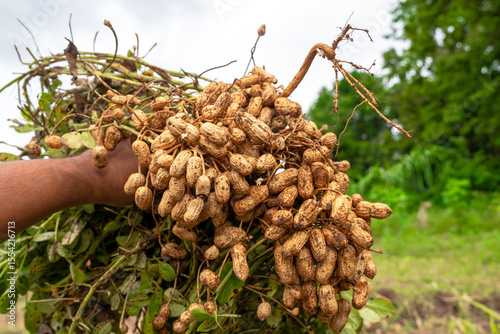 Fresh peanuts plants with roots plants harvest of peanut plants. peanuts plants with roots