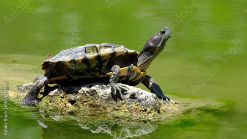 a turtle on a rock in the lake