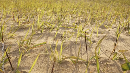 Green grass emerging through sandy beach dunes.