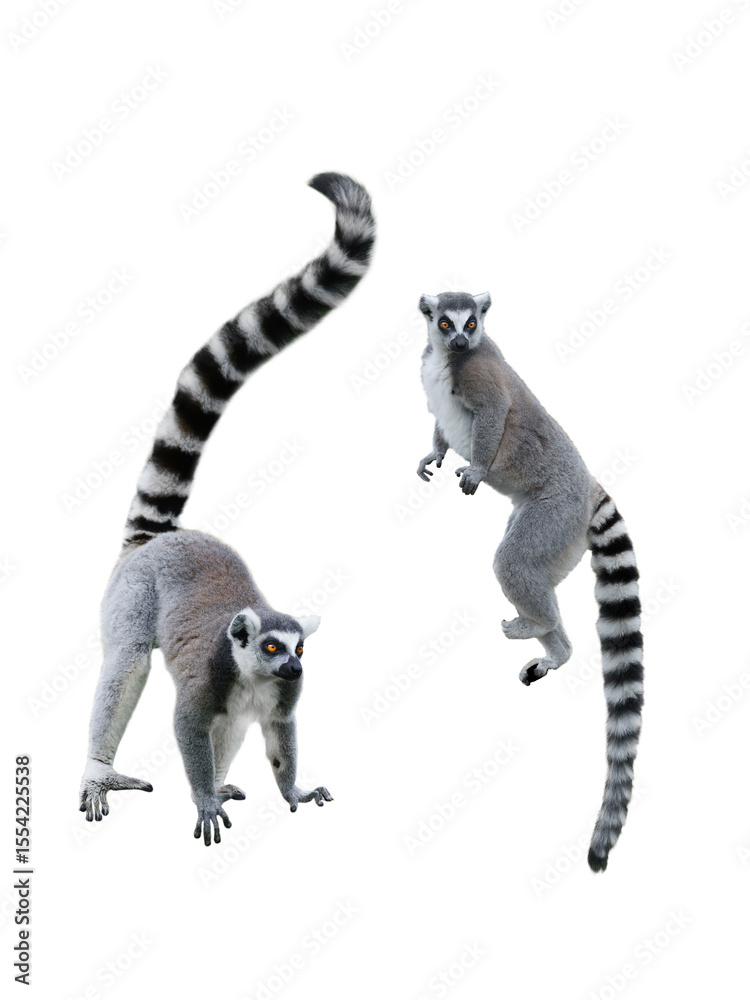 Fototapeta premium two lemur isolated on white background
